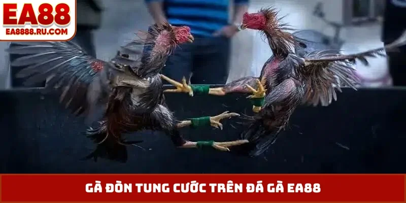 Gà đòn tung cước trên đá gà EA88